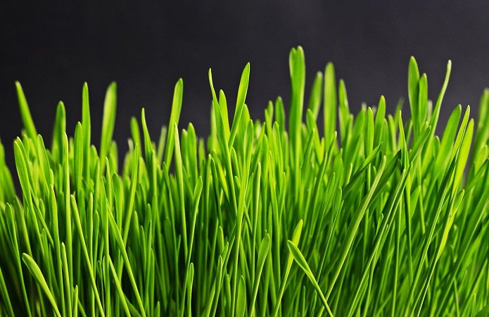 biofuel_grass.jpg